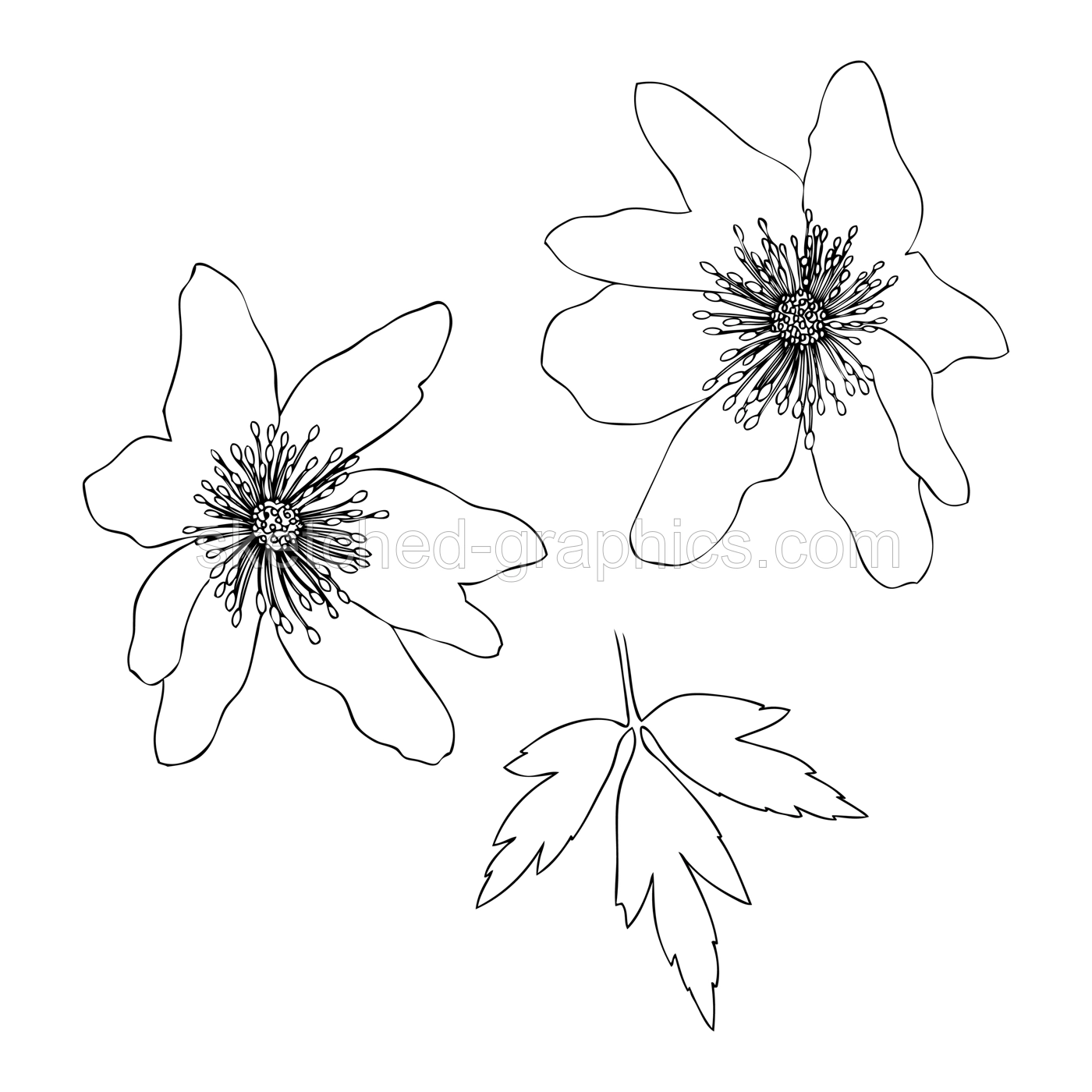 Line art Wood anemone illustration. Elegant drawing of summer flowers. Hand-drawn Wood anemone bud.  Floral line drawing on white background. Wood anemone outline for a wedding or brand design Illustration